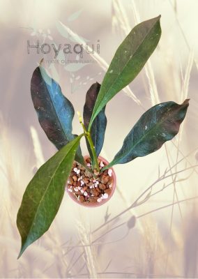 Hoya occultata red