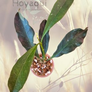 Hoya occultata red