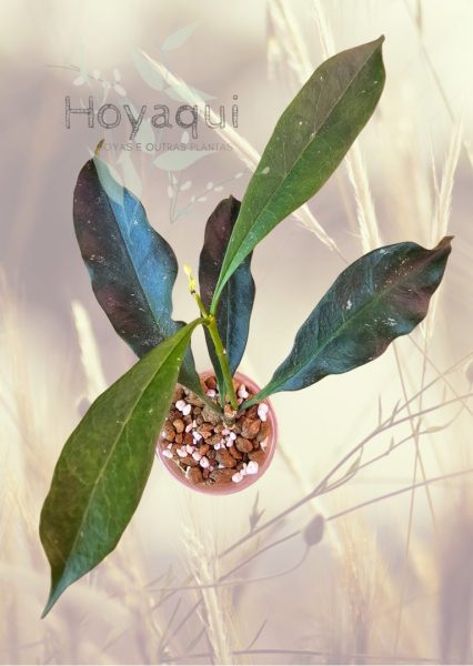 Hoya occultata red