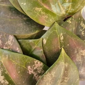 Hoya latifolia Round Leaves Splash