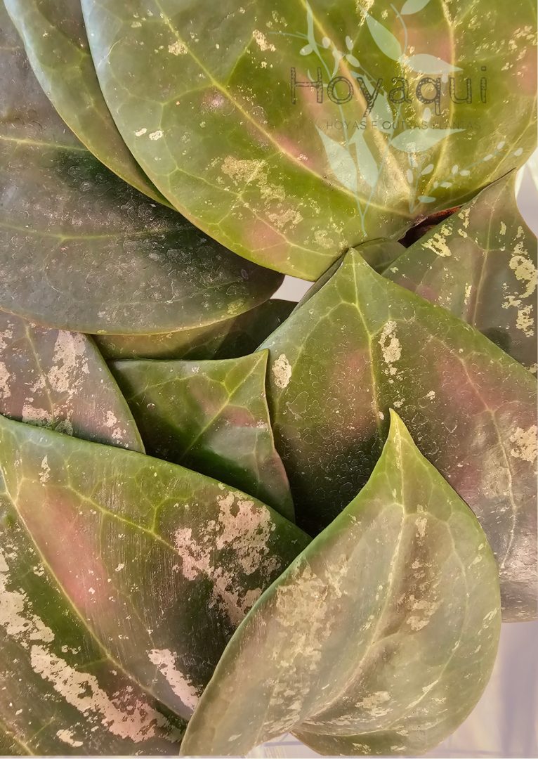 Hoya latifolia Round Leaves Splash Hoya latifolia Round Leaves Splash