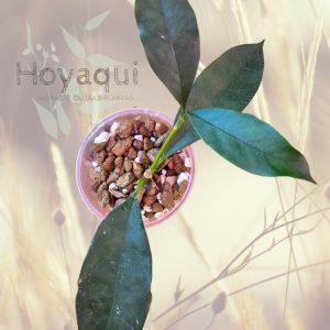Planta 1