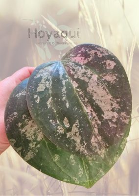 Hoya latifolia Round Leaves Splash