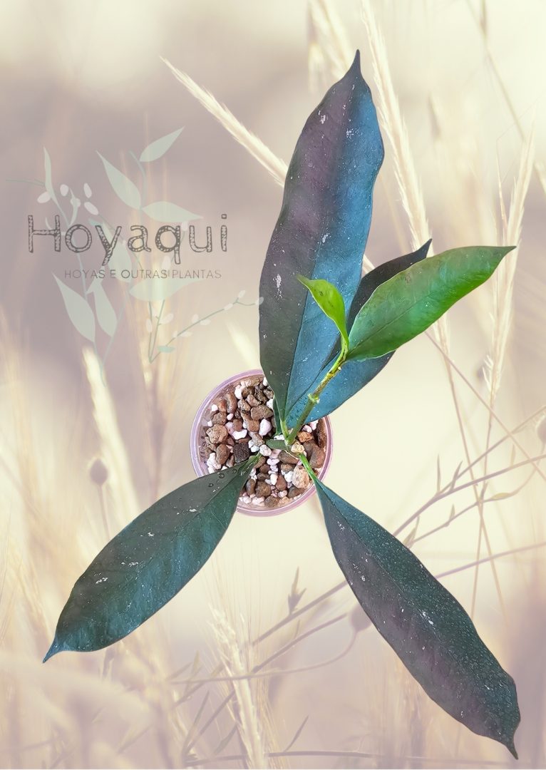 Hoya occultata yellow