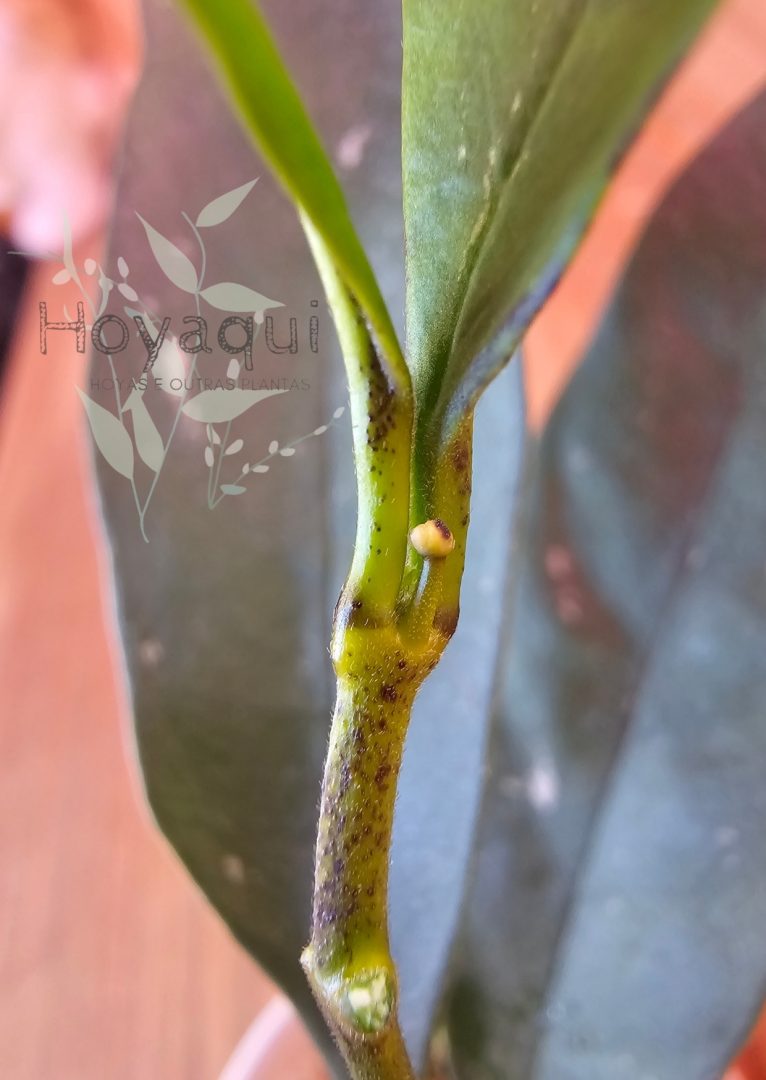Hoya occultata yellow