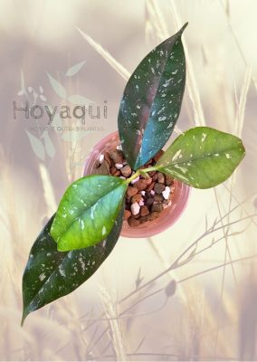 Hoya occultata splash