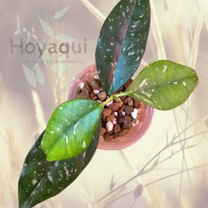 Hoya occultata splash