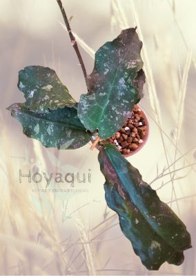 Hoya undulata Surisa