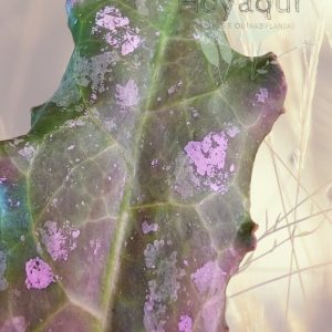 Hoya undulata Surisa