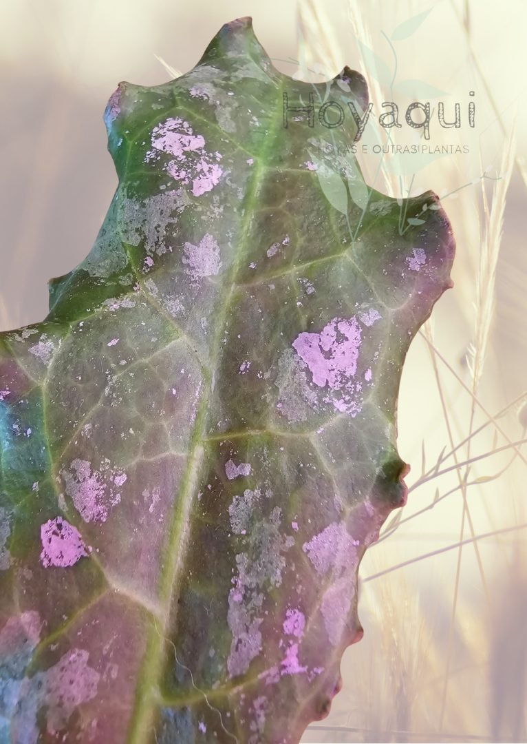 Hoya undulata Surisa