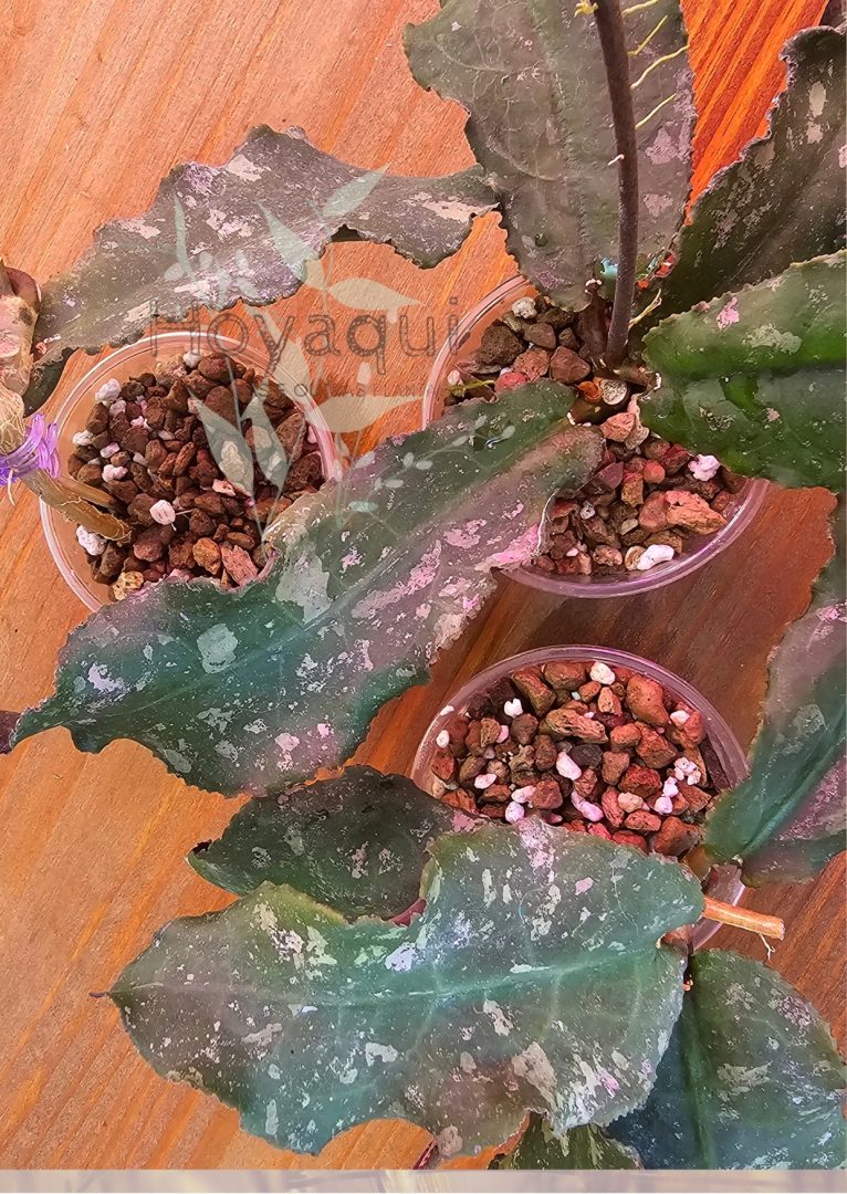 Hoya undulata Surisa