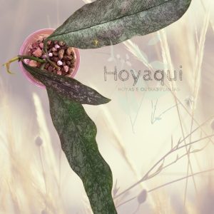 Hoya multiflora SILVER