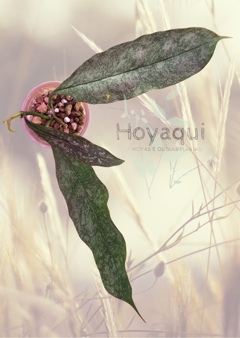 Hoya multiflora SILVER