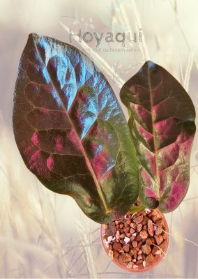 Hoya piestolepis NS 10-057