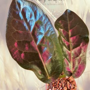 Hoya piestolepis NS 10-057