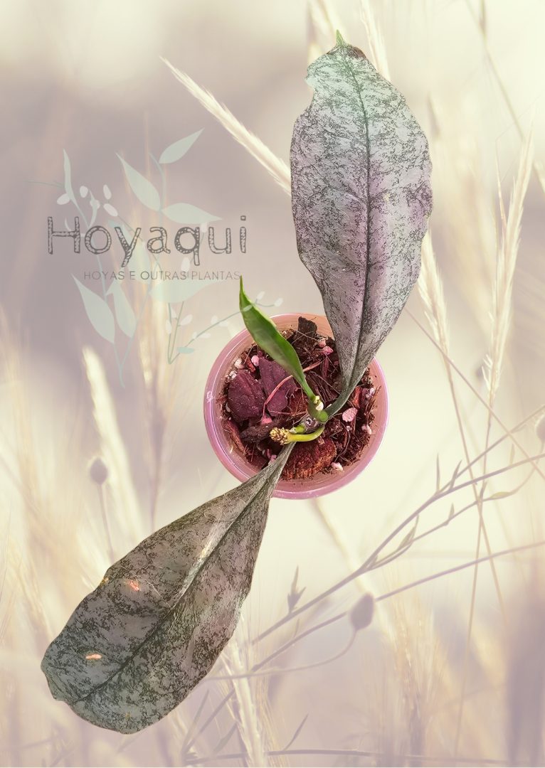 Hoya multiflora SILVER