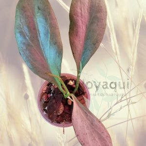 Hoya nicholsoniae ‘New Guinea Ghost’