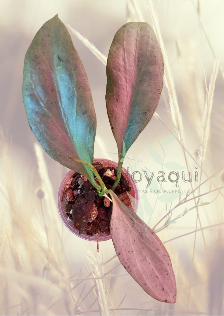 Hoya nicholsoniae ‘New Guinea Ghost’