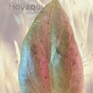 Hoya nicholsoniae ‘New Guinea Ghost’