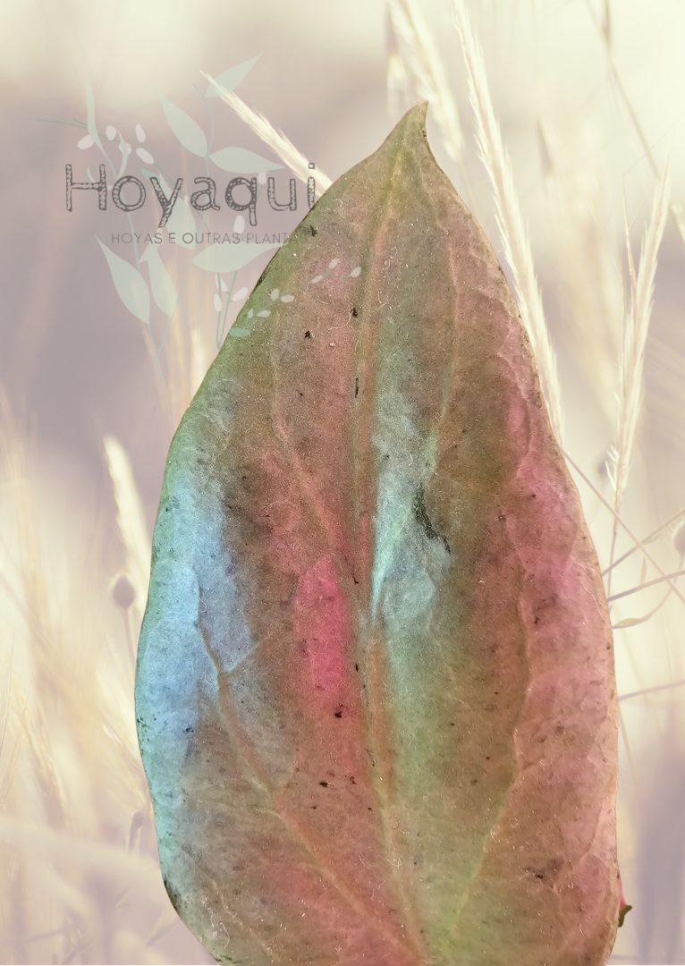 Hoya nicholsoniae ‘New Guinea Ghost’
