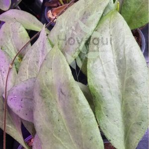 Hoya nicholsoniae ‘New Guinea Ghost’