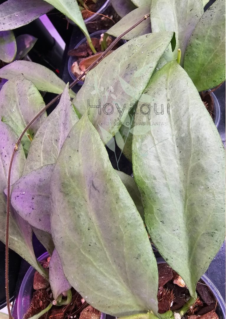 Hoya nicholsoniae ‘New Guinea Ghost’