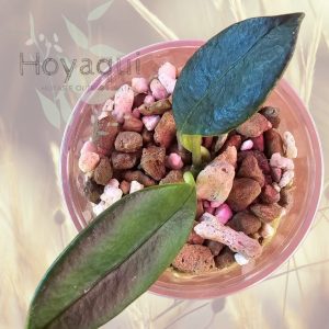 Planta 2