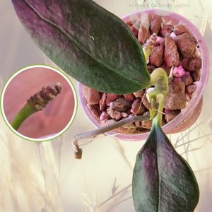 Planta 1