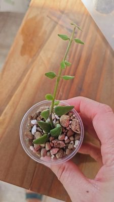 Hoya longicalyx