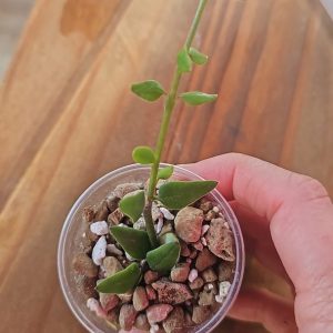 Hoya longicalyx