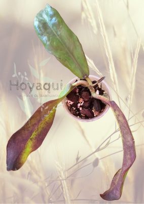 Hoya buntokensis