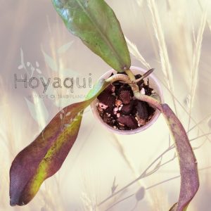 Hoya buntokensis