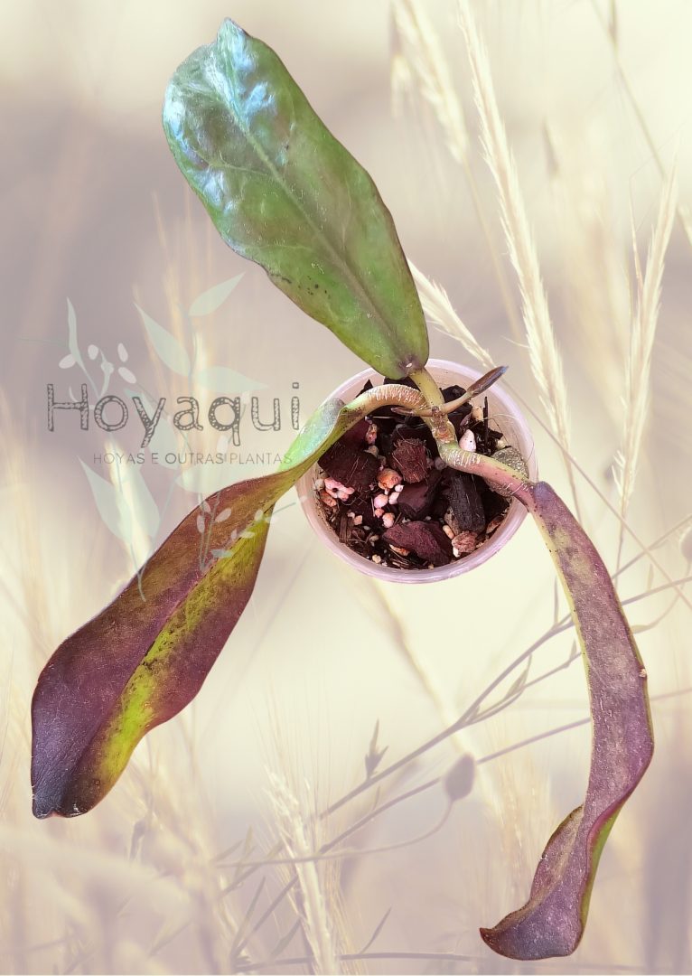 Hoya buntokensis