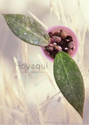 Hoya 'Lavia'