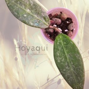 Hoya 'Lavia'