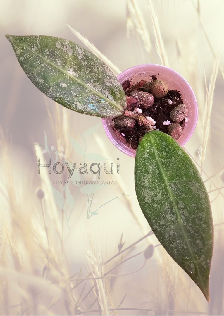 Hoya 'Lavia'