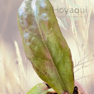 Hoya buntokensis