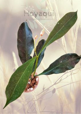 Hoya occultata (red)
