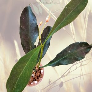 Hoya occultata (red)