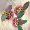 Hoya nyhuusiae