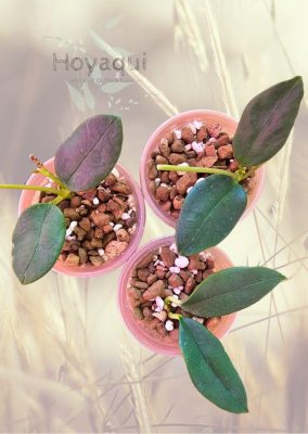 Hoya nyhuusiae