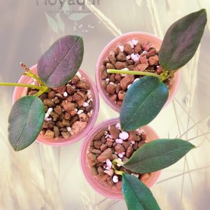 Hoya nyhuusiae