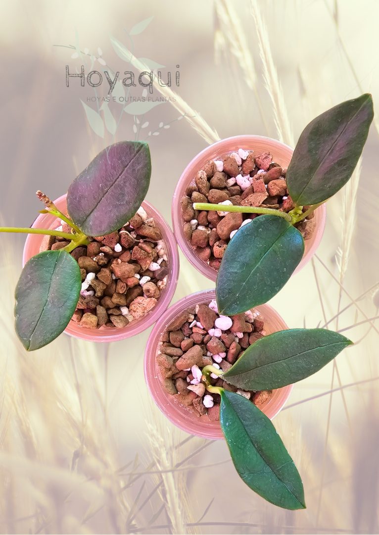 Hoya nyhuusiae