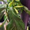 Hoya decipulae