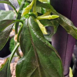 Hoya decipulae
