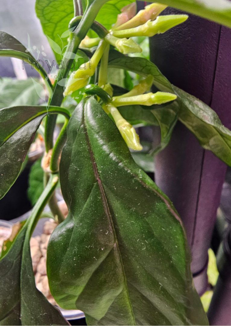 Hoya decipulae