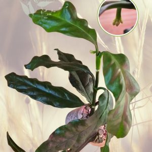 Planta 2