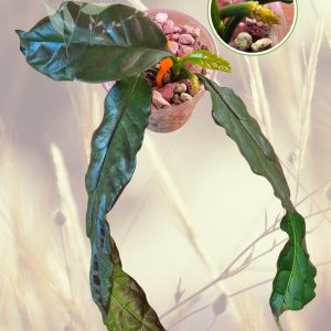 Planta 3
