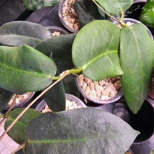 Hoya oreostemma NS12-318 (pink-white)