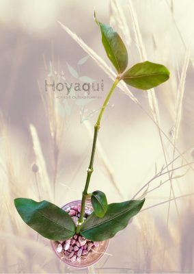 Hoya acuminata